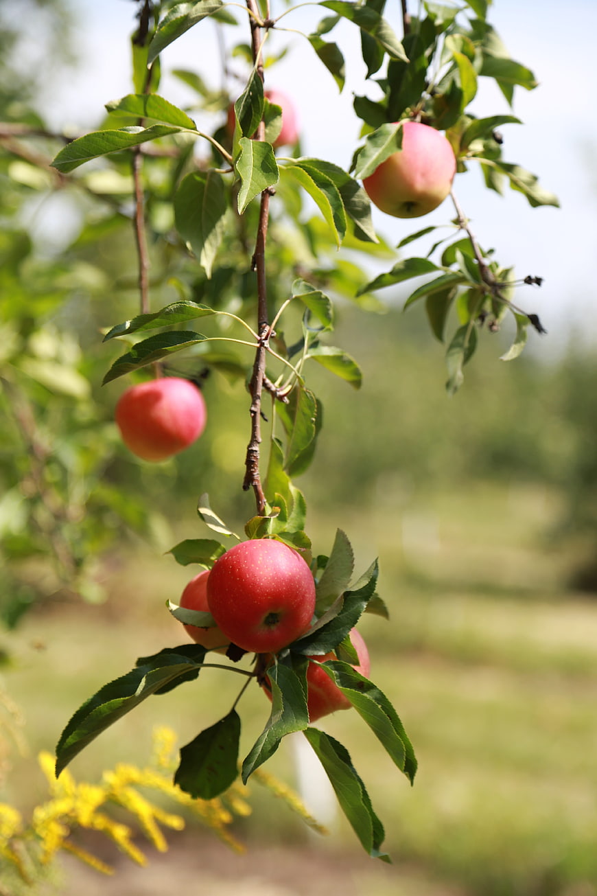 Ripe Red Apples Hanging On A Branch In A Sunny Orchard