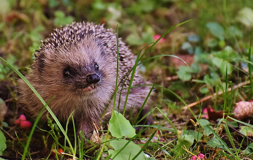 Cute Hedgehog in Green Grass Close-up Wildlife Photography