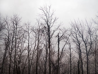 Silhouetted Bare Tree Branches Against Foggy Gray Sky