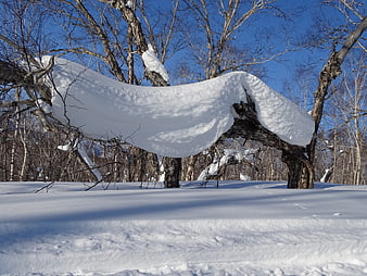 Snow-covered birch tree branch in winter forest landscape