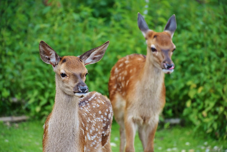 Two spotted deer fawns in a lush green forest