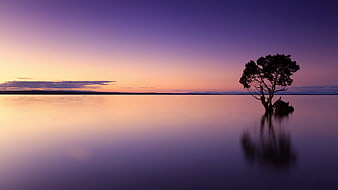 Solitary Tree Silhouette in Calm Water at Purple Sunset