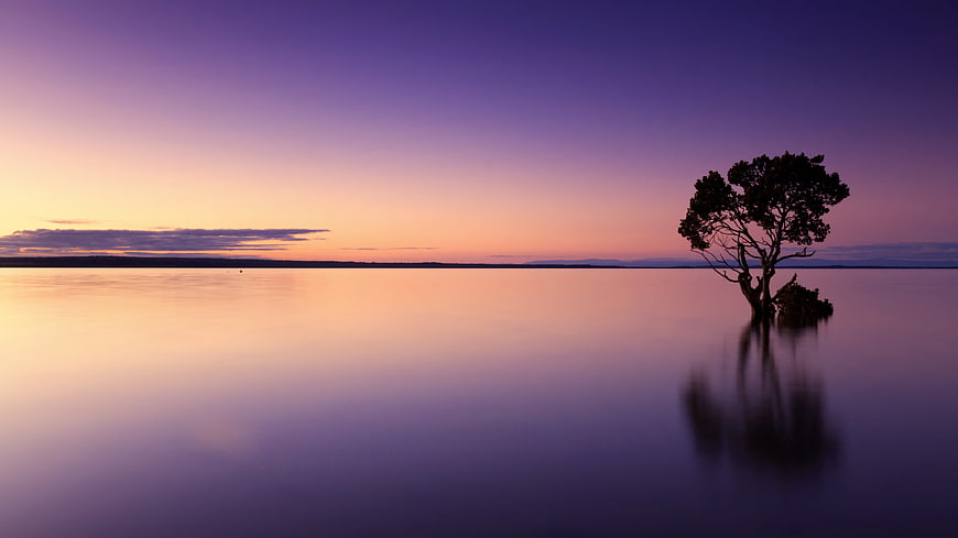 Solitary Tree Silhouette in Calm Water at Purple Sunset