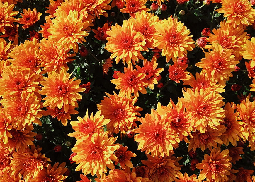 Vibrant Orange Chrysanthemums in Full Bloom