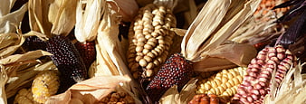 Close-up of colorful ornamental corn cobs with dried husks