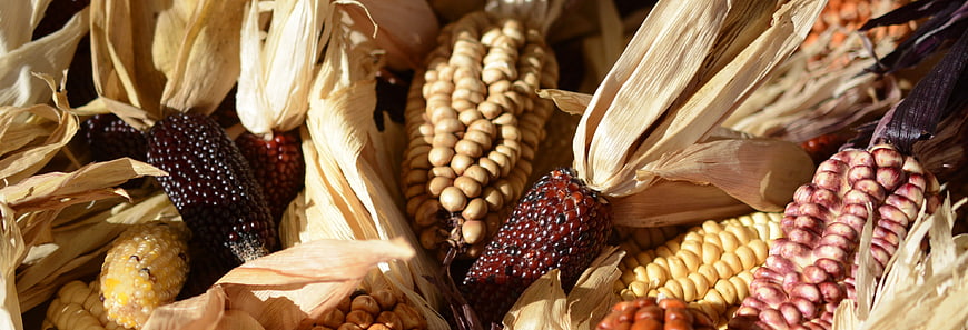 Close-up of colorful ornamental corn cobs with dried husks