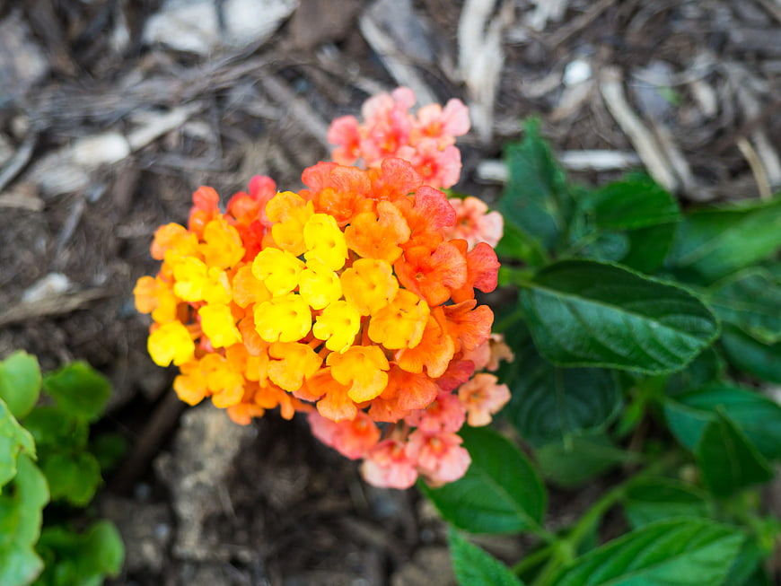 Close-up of vibrant yellow and orange Lantana flower cluster