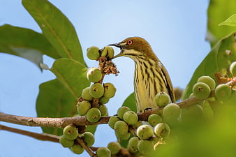 Small Striped Bird Eating Green Berries On A Branch