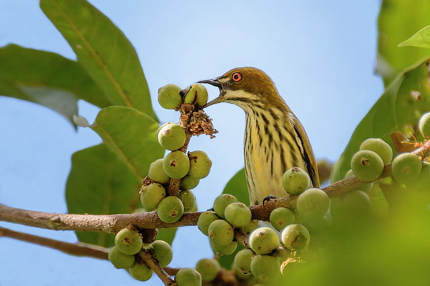 Small Striped Bird Eating Green Berries On A Branch