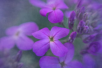 Close-up of purple phlox flowers with vintage artistic texture