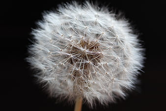 Close-up of a white dandelion seed head on black background
