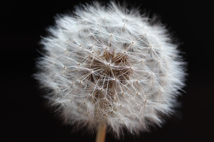 Close-up of a white dandelion seed head on black background