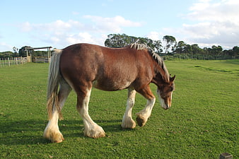 Brown Draft Horse Grazing in Green Pasture
