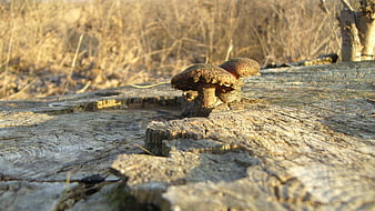 Wild mushrooms growing on weathered tree stump in forest