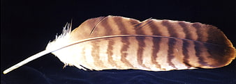Striped Hawk Feather on Dark Background