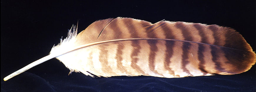 Striped Hawk Feather on Dark Background