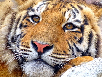 Close-up portrait of a resting tiger face with intense amber eyes