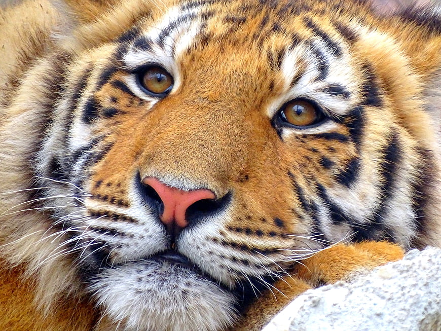 Close-up portrait of a resting tiger face with intense amber eyes