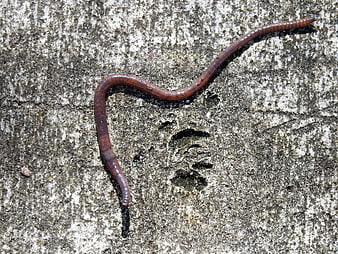 Red earthworm crawling on textured gray concrete surface
