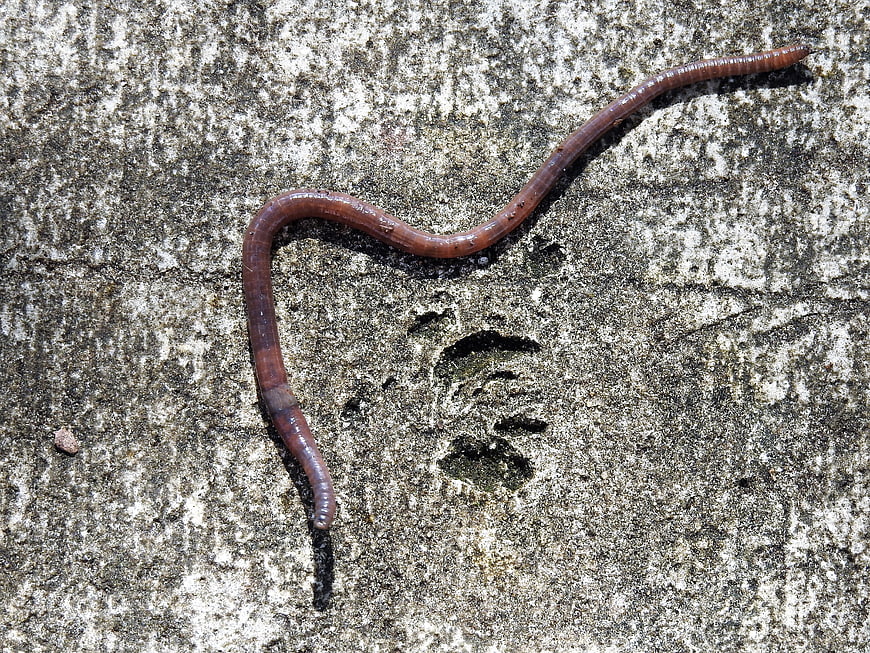 Red earthworm crawling on textured gray concrete surface