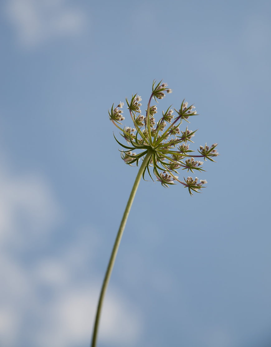 Wildflower Umbel Against Blue Sky Background