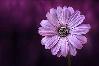 Close-up of Purple Daisybush Flower on Dark Background