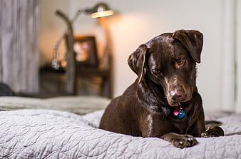 Sad Chocolate Labrador Retriever Lying on Bed