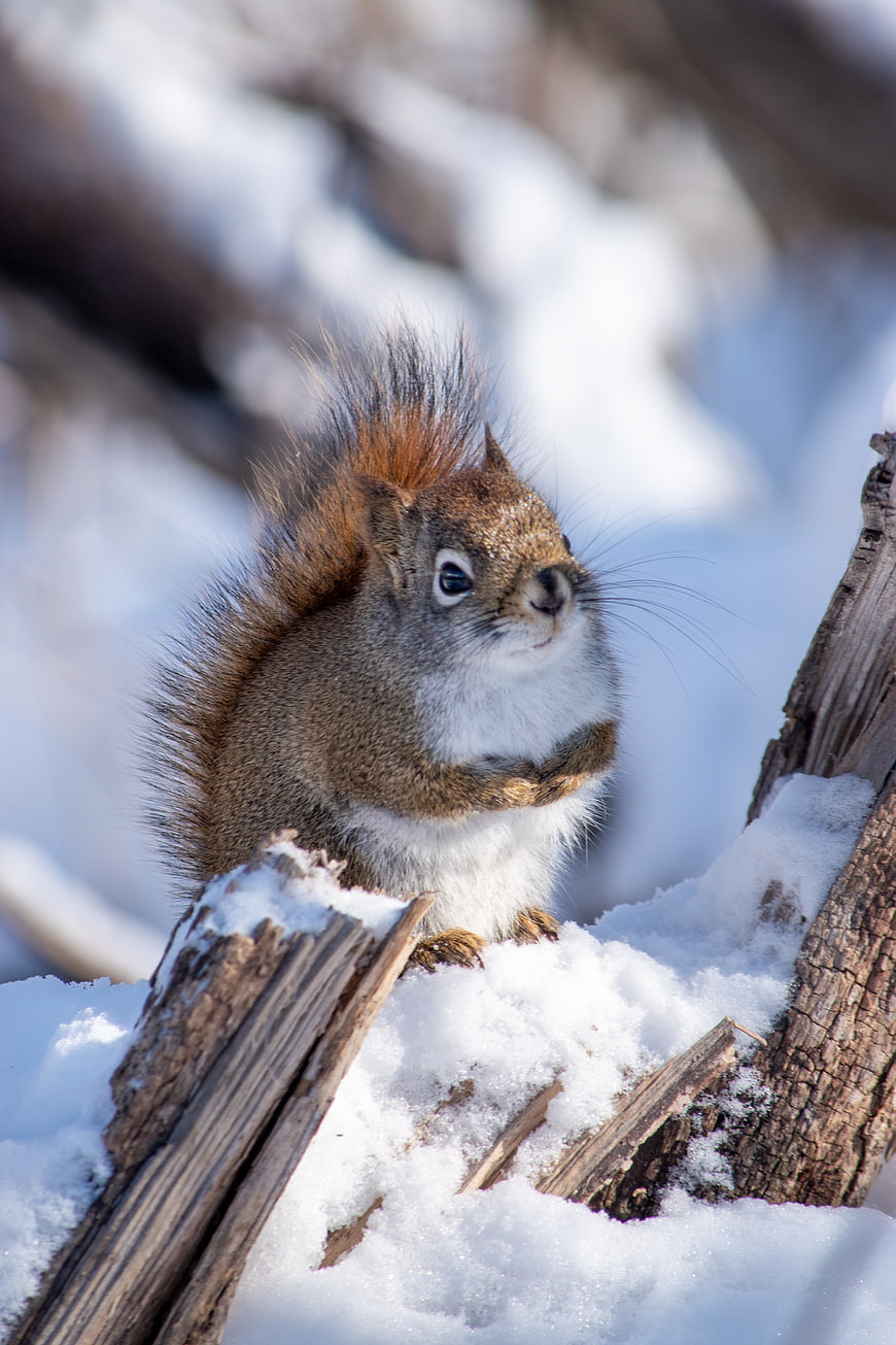 Cute Squirrel on Snowy Log in Winter Forest