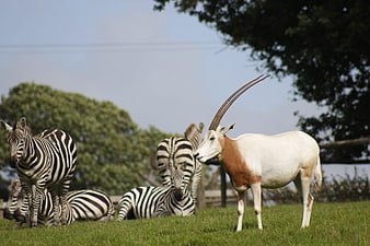 Scimitar-horned Oryx and Zebras in a Grassy Zoo Enclosure
