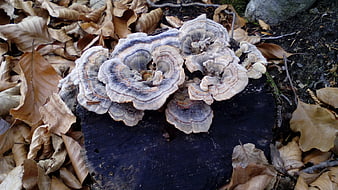 Turkey Tail Mushrooms Growing on a Tree Stump in Autumn