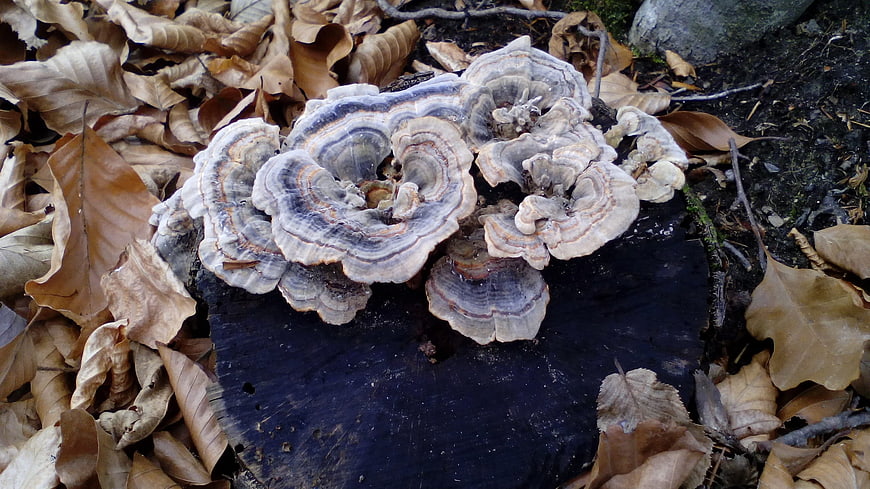Turkey Tail Mushrooms Growing on a Tree Stump in Autumn