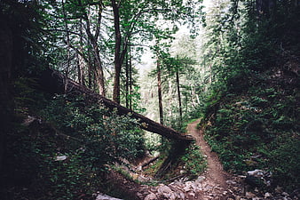 Dense Forest Trail with Fallen Tree and Green Foliage