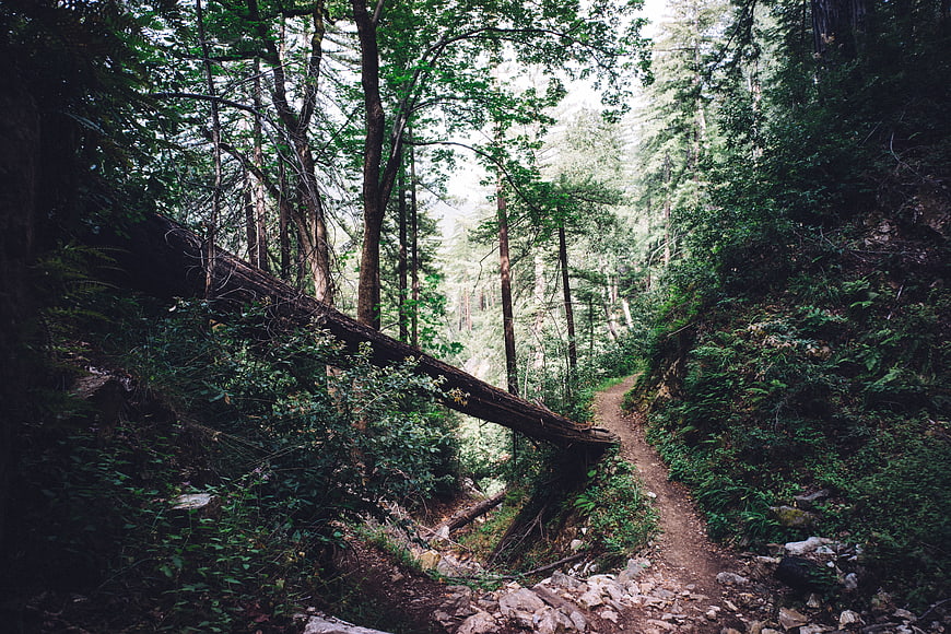 Dense Forest Trail with Fallen Tree and Green Foliage