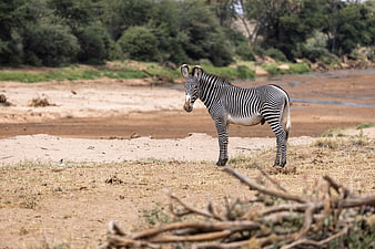 Grevy's Zebra Standing in African Savanna Landscape