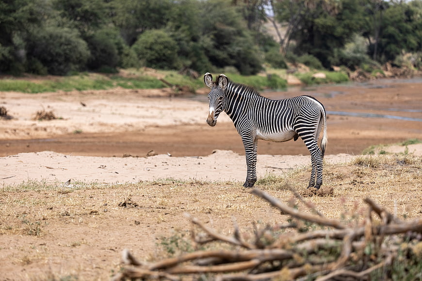 Grevy's Zebra Standing in African Savanna Landscape