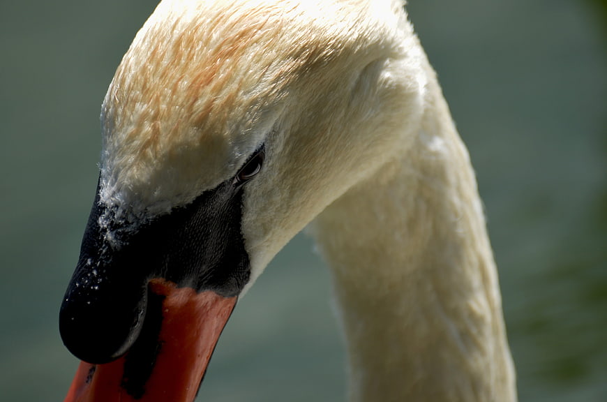 Close-up portrait of a black-headed swan with orange beak