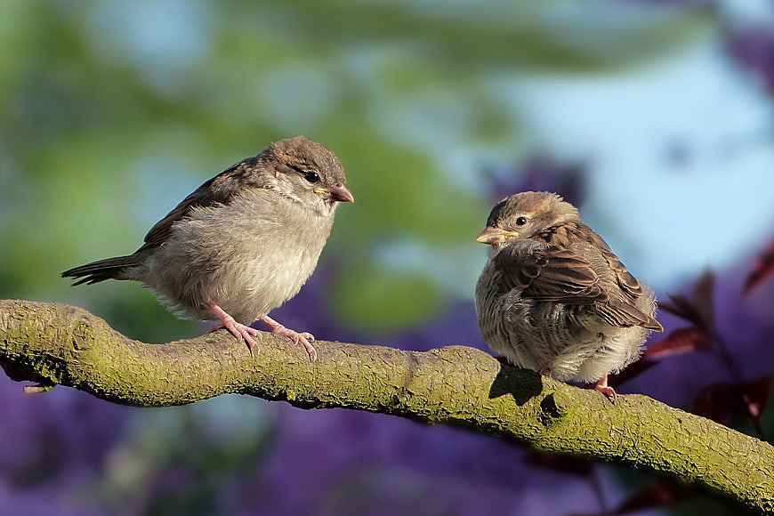 Two Sparrows Perched on a Mossy Branch