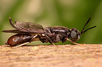 Macro Profile of a Soldier Fly on Bark