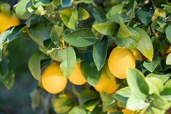 Ripe Yellow Lemons Hanging on Tree Branches in Sunlight