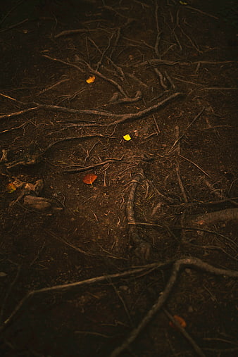 Dark Forest Floor with Exposed Tree Roots and Fallen Leaves