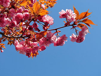 Pink cherry blossoms against a clear blue sky