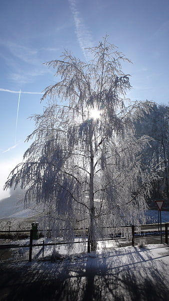 Frosty Tree Backlit by Sun in Winter Landscape