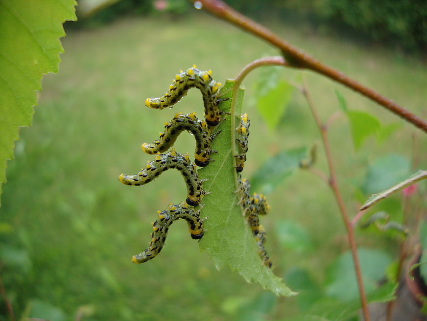 Yellow and black sawfly larvae on a green leaf