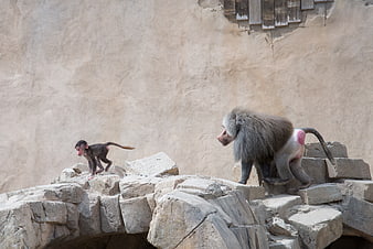 Adult and baby baboon walking on rocks in zoo enclosure