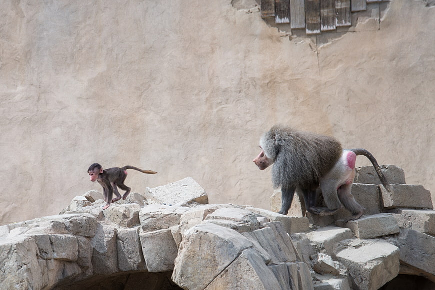 Adult and baby baboon walking on rocks in zoo enclosure