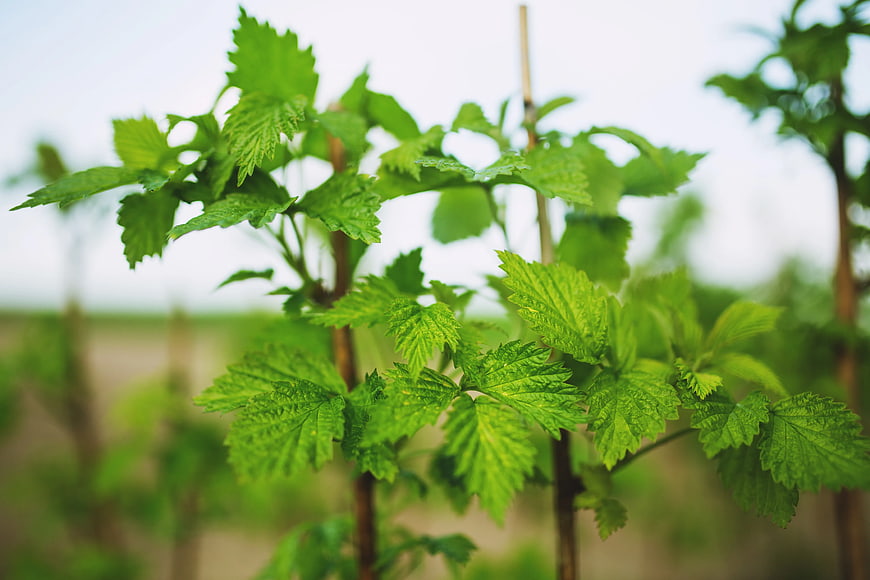 Close-up of vibrant green raspberry leaves in a garden