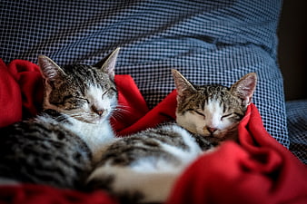 Two sleeping tabby cats wrapped in a red blanket