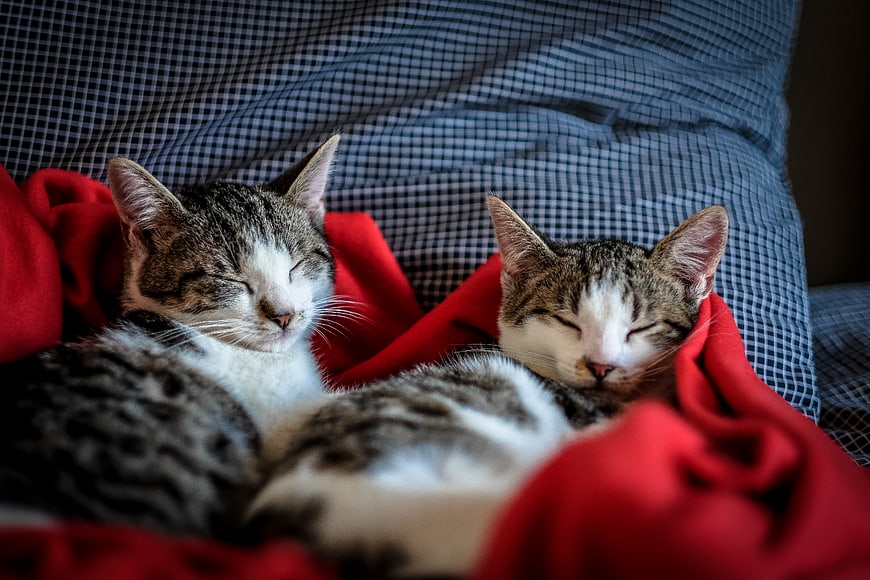 Two sleeping tabby cats wrapped in a red blanket