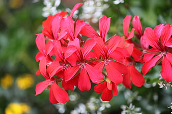 Vibrant Red Geranium Flowers in a Garden