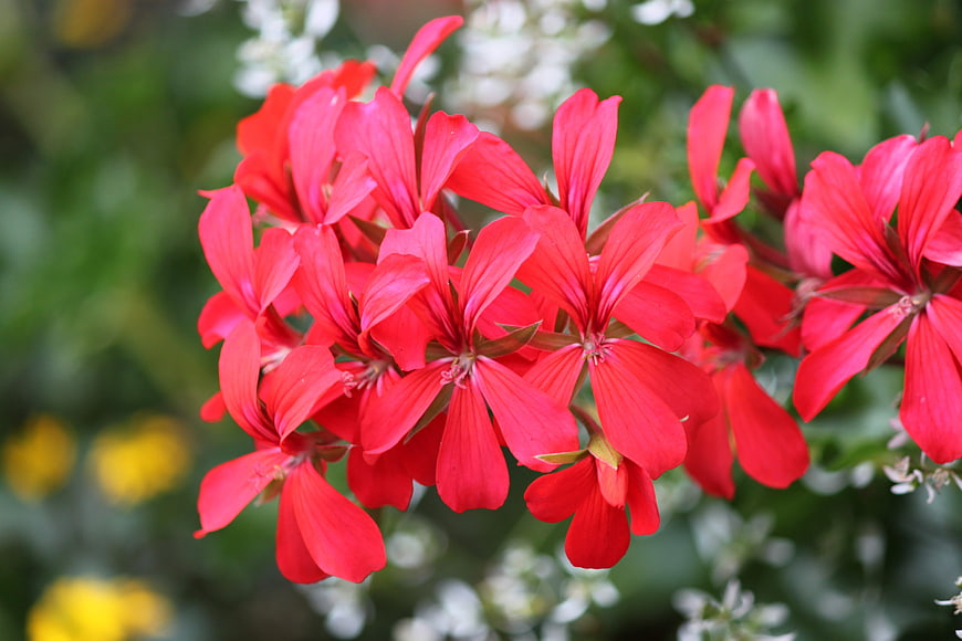 Vibrant Red Geranium Flowers in a Garden
